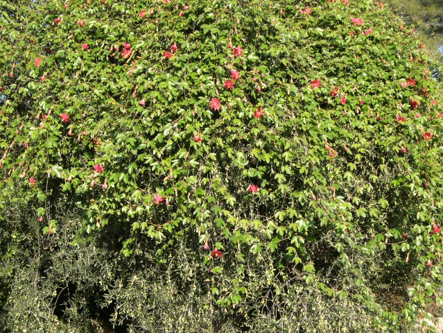 Effet pleureur de la passiflore en fleurs recouvrant en grande partie l'olivier