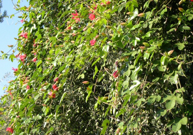 Effet plongeant de la passiflore sur le pourtour de l'olivier 
