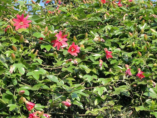 Feuillage et fleurs de Passiflora manicata hybride sur le pourtour de l'olivier