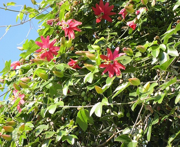 Floraison de Passiflora manicata hybride sur le pourtour de l'olivier