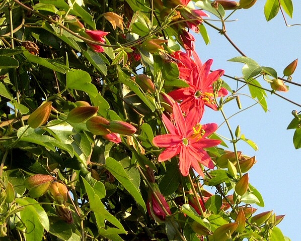Boutons floraux et fleurs épanouies de Passiflora manicata hybride sur le dessus du feuillage de l'olivier