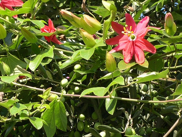 Boutons floraux et une fleur épanouie de Passiflora manicata hybride à la surface du feuillage de l'olivier