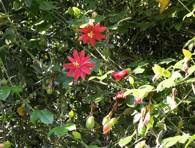 Fleurs et fruits (en formation) de Passiflora manicata hybride recouvrant l'olivier