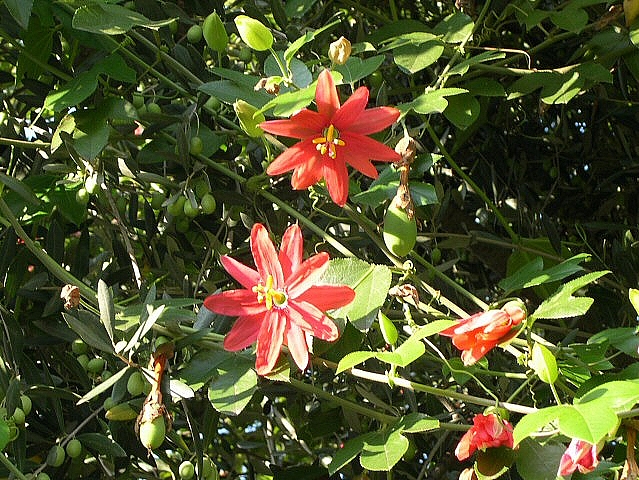 Fleurs et fruits (en formation) de Passiflora manicata hybride recouvrant l'olivier