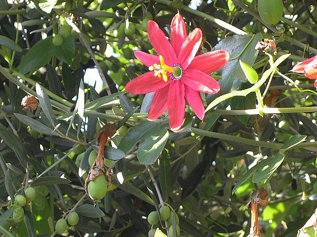 Fleur de Passiflora manicata hybride à la surface de l'olivier