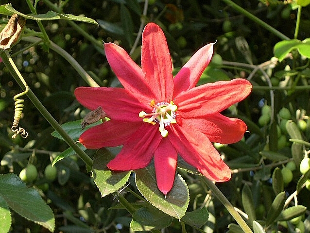 Fleur de Passiflora manicata hybride portée par une tige sur le dessus du feuillage de l'olivier