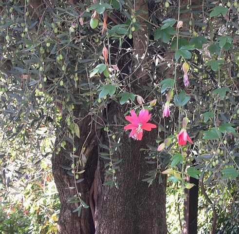Fleurs de Passiflora manicata hybride le long de fines lianes retombant au bas du feuillage de l'olivier