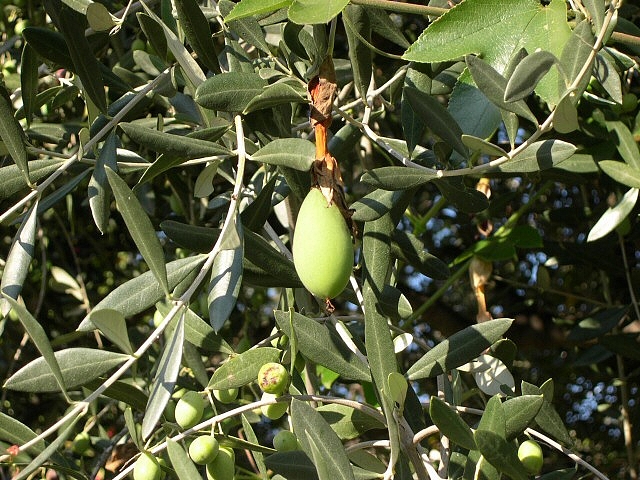 Fruit en formation de Passiflora manicata hybride ayant colonisé l'olivier