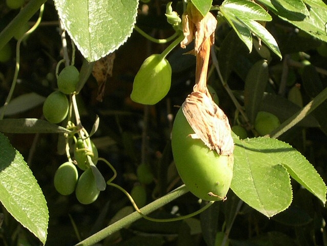 Fruit de Passiflora manicata hybride en cours de développement, jouxtant des olives encore vertes