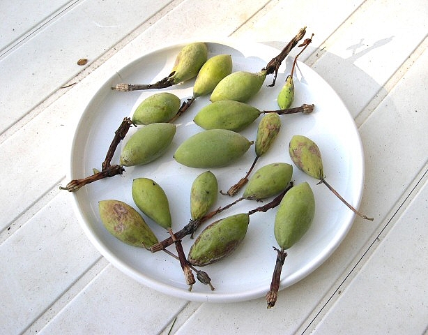 Fruits mûrs de Passiflora manicata hybride ramassés au sol