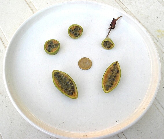 Intérieur des fruits mûrs de Passiflora manicata hybride