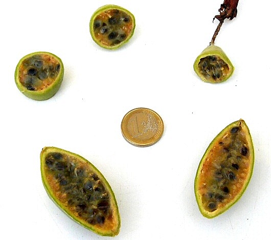 Intérieur des fruits mûrs de Passiflora manicata hybride