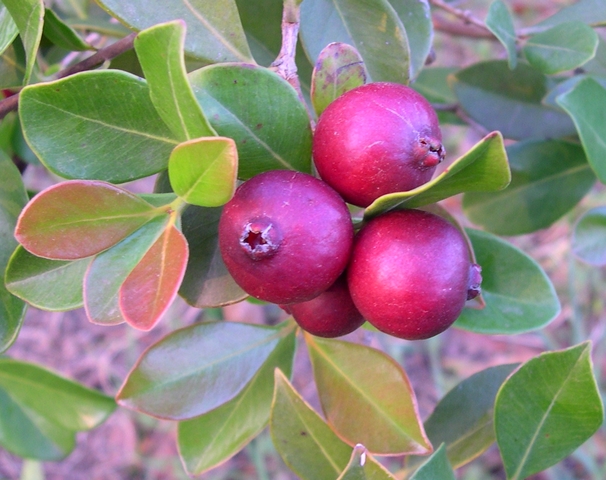 Psidium cattleyanum Sabine : fruits