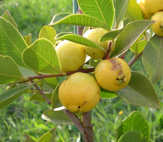 Psidium cattleyanum var. lucidum Hort. : fruits