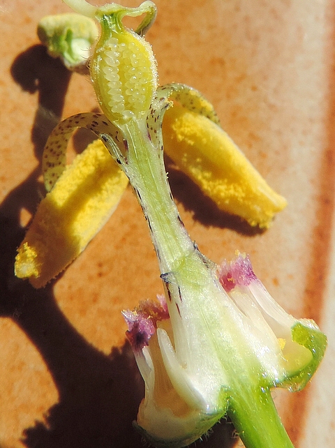 Passiflora incarnata L. (fleur) : coupe longitudinale de l'androgynophore.