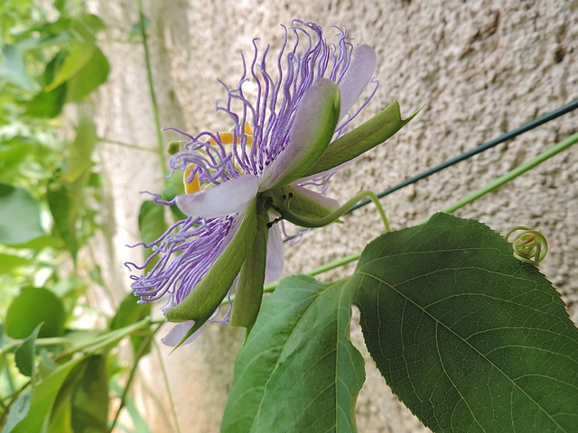 Passiflora incarnata L. : fleur avec calice et corolle abaiss�s sous le plan horizontal