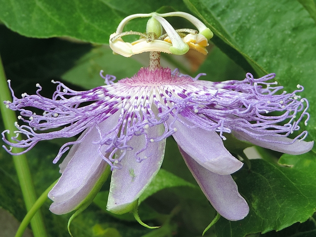 Passiflora incarnata L. : fleur avec calice et corolle abaiss�s sous le plan horizontal