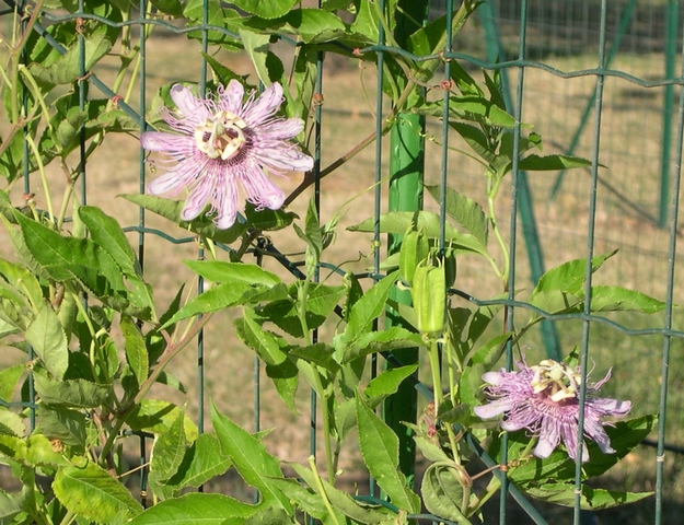 Passiflora incarnata L. : deux fleurs �panouies