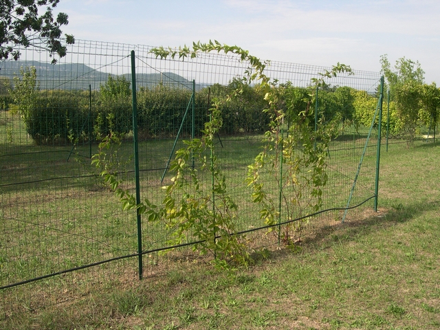 Passiflora incarnata (L.) : dispositif de palissage