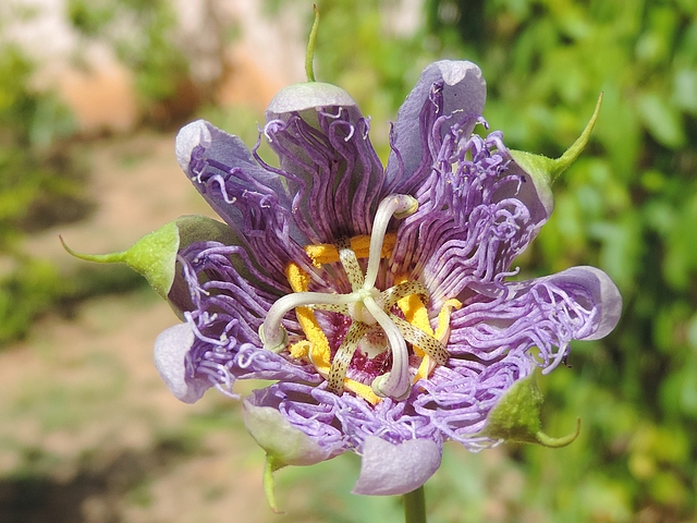 Passiflora incarnata L. : fleur en fin de phase de fermeture (partielle)
