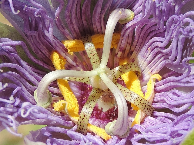 Passiflora incarnata L. : �tamines, styles et stigmates en fin de fermeture (partielle) de la fleur