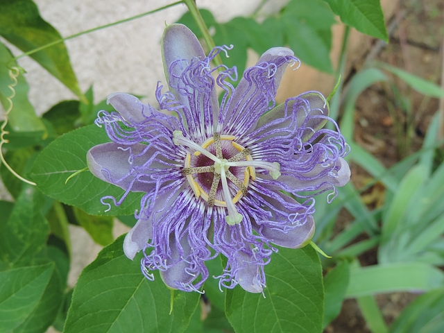 Passiflora incarnata L. : fleur en d�but de fermeture