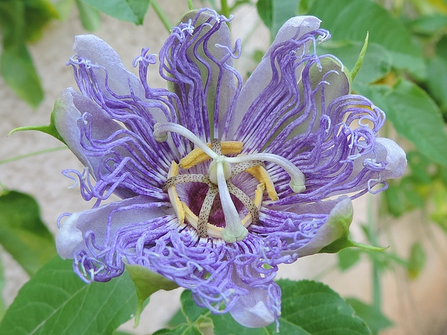 Passiflora incarnata L. : fleur en cours de fermeture