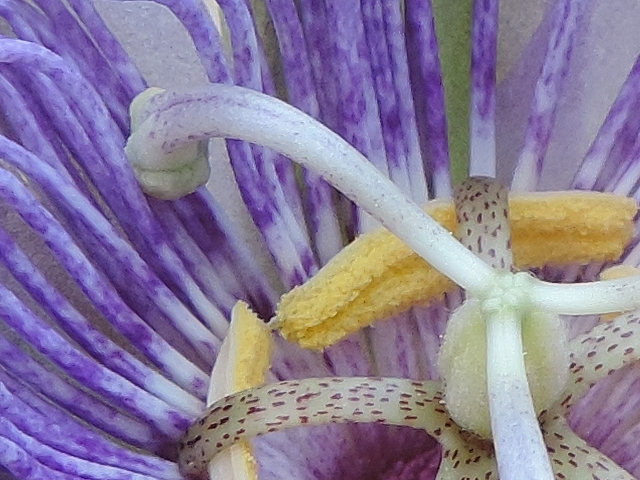 Passiflora incarnata L. : stigmate en but�e sur la couronne et le p�tale au cours de la fermeture de la fleur