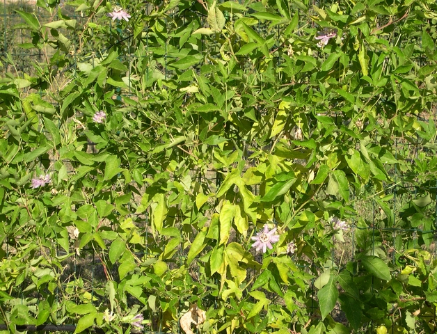 Passiflora incarnata (L.) : feuillage paliss� sur un grillage