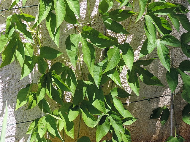 Passiflora incarnata L. : feuillage sur fils de fers tendus contre un mur
