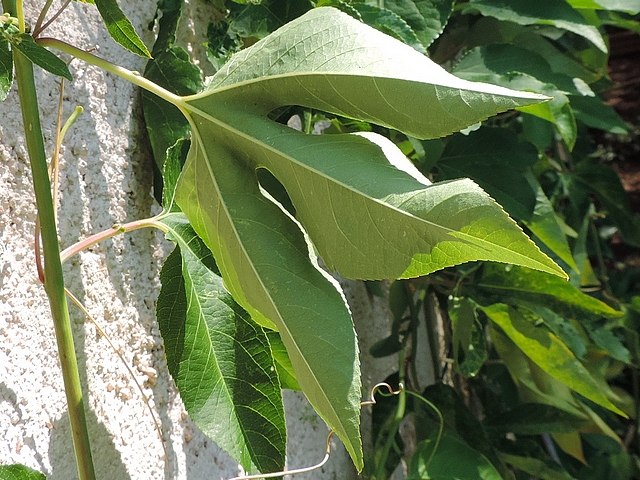 Passiflore (Passiflora Incarnata) Feuilles Et Tiges - 85 G - Qualité Alimentaire Naturelle - Aide Au Sommeil
