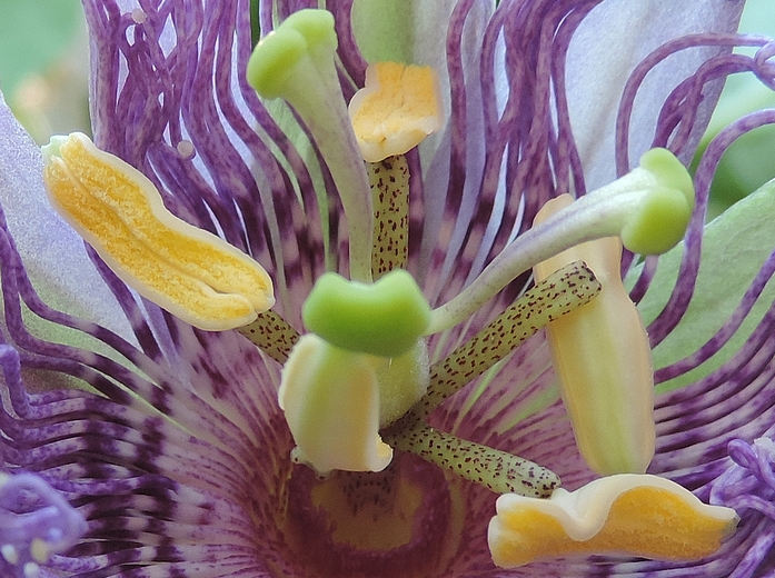 Passiflora incarnata L. (fleur) : anth�re bloqu�e par un stigmate lors de son basculement. 