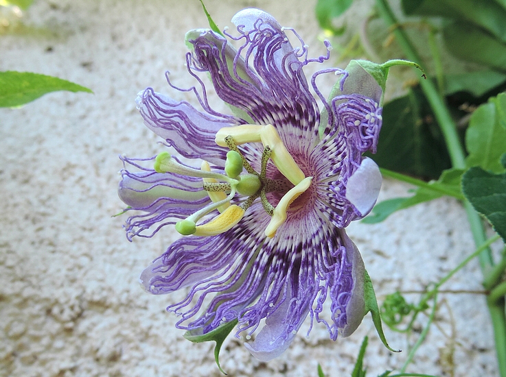 Passiflora incarnata L. (fleur) : anth�re bloqu�e par un stigmate lors de son basculement.