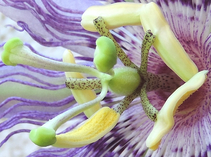 Passiflora incarnata L. (fleur) : anth�re bloqu�e par un stigmate lors de son basculement.