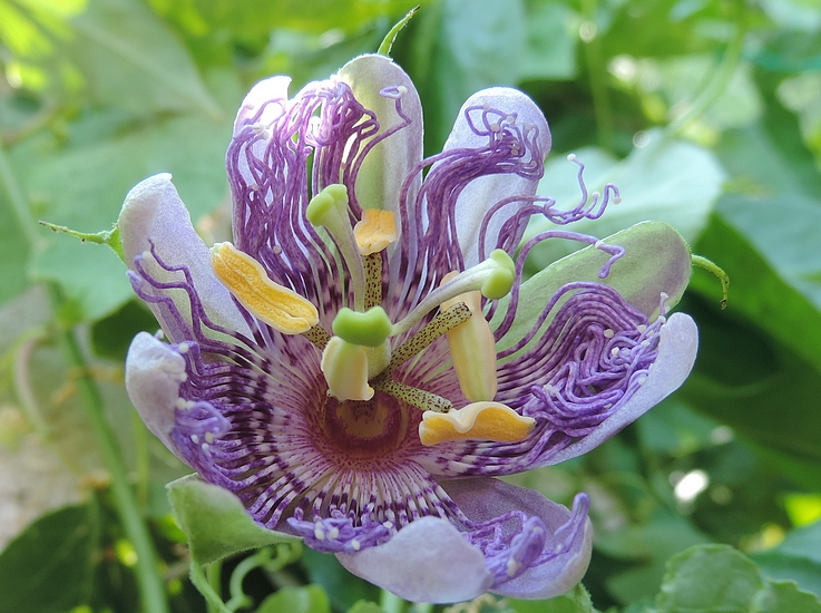 Passiflora incarnata L. (fleur) : anth�re bloqu�e par un stigmate lors de son basculement. 