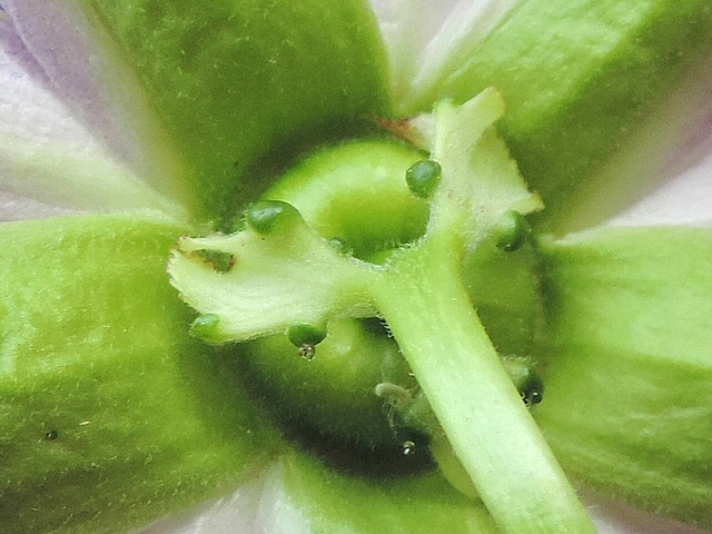 Passiflora incarnata L. : bract�e pourvue de trois glandes nectarif�res (cas rare).