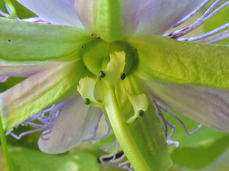 Passiflora incarnata L : bract�es d�cal�es les unes par rapport aux autres (cas peu fr�quent).
