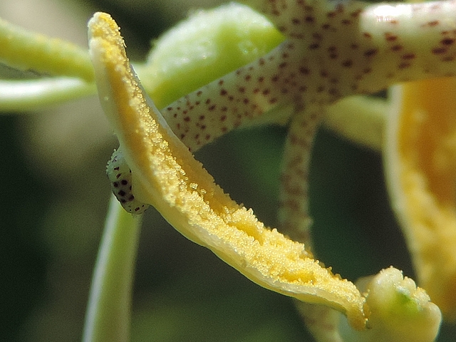 Passiflora incarnata L. (fleur, �tamine) : anth�re avec pollen.