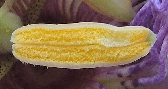 Passiflora incarnata L. (fleur, �tamine) : anth�re charg�e de pollen.