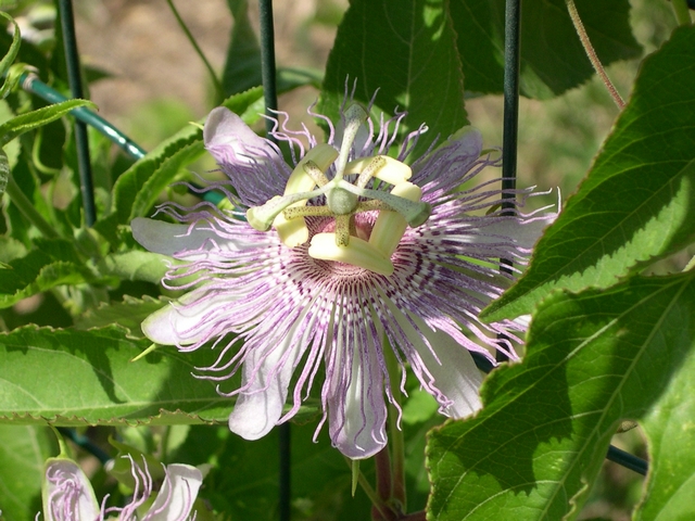 Passiflora incarnata L. : fleur �panouie, � mi-ombre