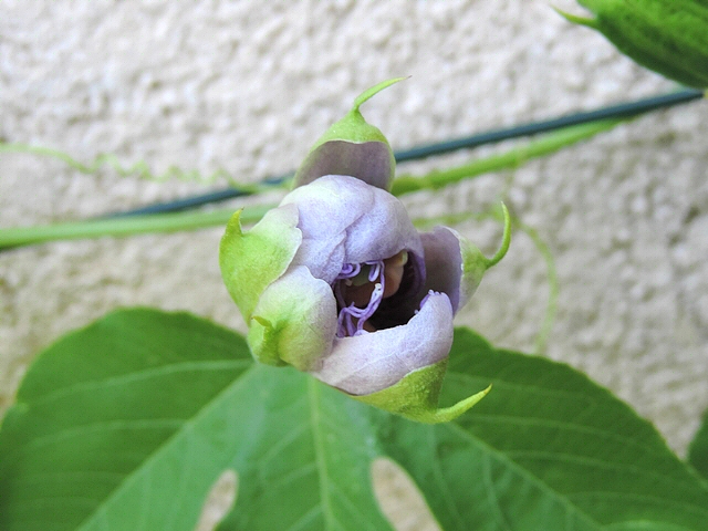 Passiflora incarnata L. : ouverture de la fleur (d�but de l'�cartement des p�tales)