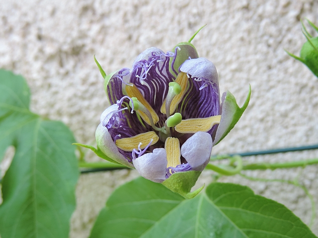 Passiflora incarnata L. : ouverture de la fleur (peu apr�s le d�but : aucune anth�re n'est retourn�e)