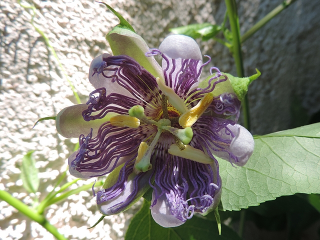 Passiflora incarnata L. : ouverture de la fleur (le calice, la corolle et la couronne se d�ploient lentement)
