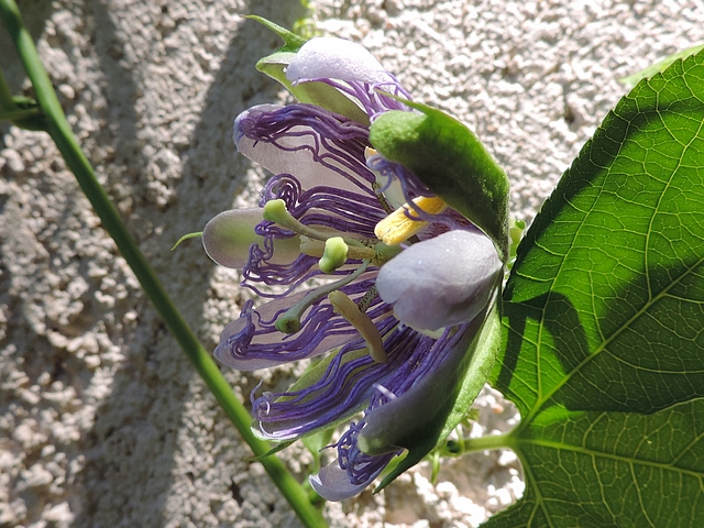 Passiflora incarnata L. : ouverture de la fleur (le calice, la corolle et la couronne se d�ploient lentement)