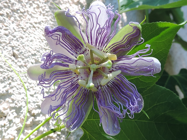 Passiflora incarnata L. : fin de l'ouverture de la fleur (fleur �panouie)