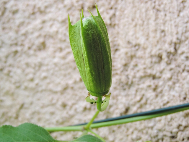 Passiflora incarnata L. : ouverture de la fleur (d�but de l'�cartement des s�pales)