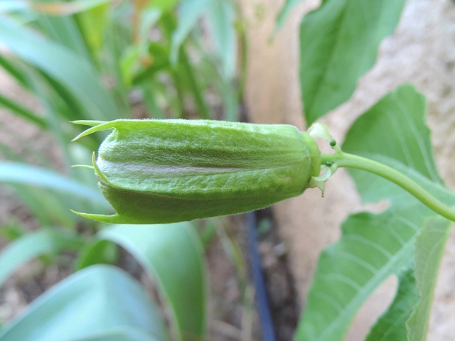 Passiflora incarnata L. : ouverture de la fleur (phase d'�cartement des s�pales)