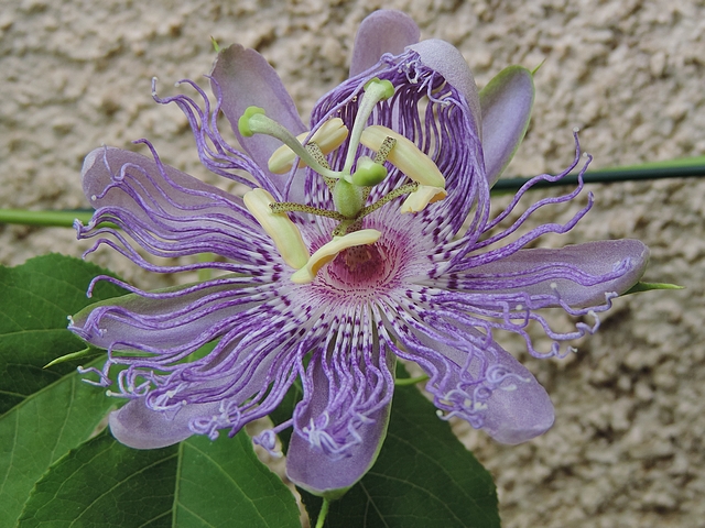 Passiflora incarnata L. : ouverture de la fleur (p�tale bloqu� avec une partie de la couronne)