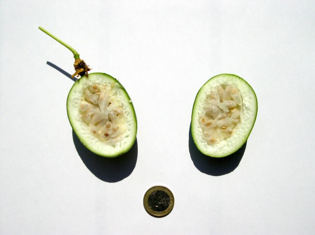 Passiflora incarnata L. : int�rieur d'un fruit immature