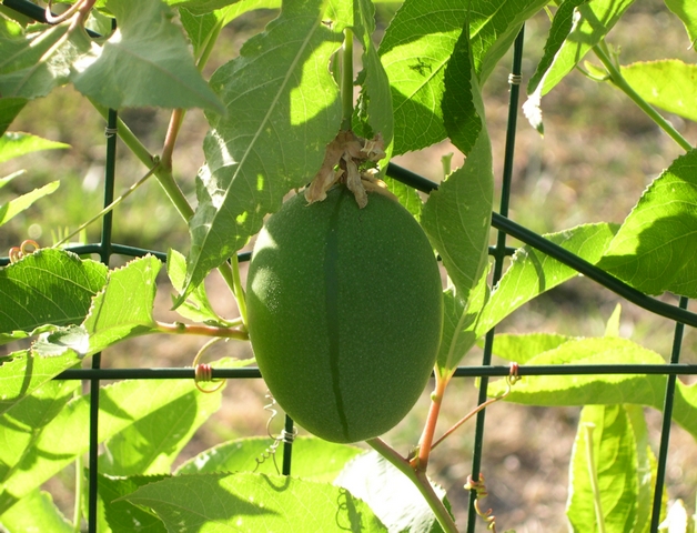 Passiflora incarnata L. : fruit immature